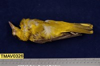 藏品(黃鸝)的圖片